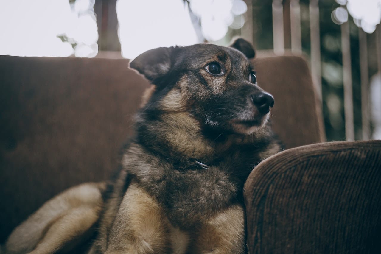 Conceptos Básicos Del Cachorro De Pastor Alemán