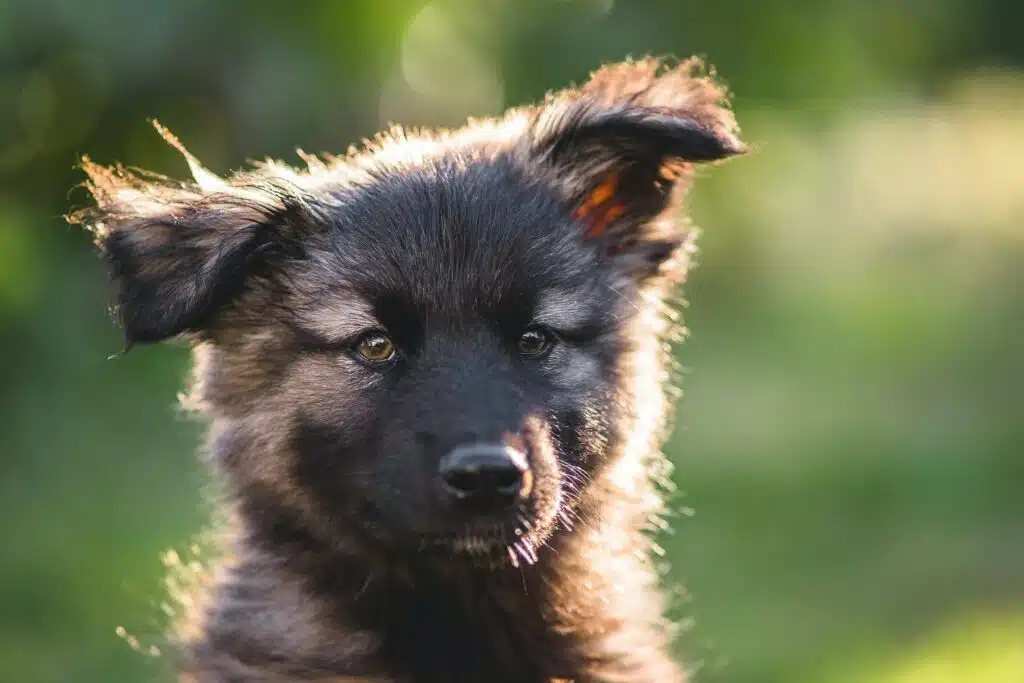 cachorro de pastor alemán