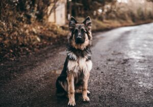 Cuidar Perros De Razas Grandes