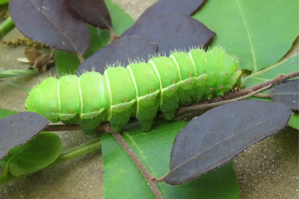 Gran oruga verde navegando por algunas hojas en busca de comida.