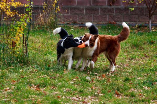 Diferencias entre el Border Collie hembra y el macho: personaje del Border Collie hembra y macho