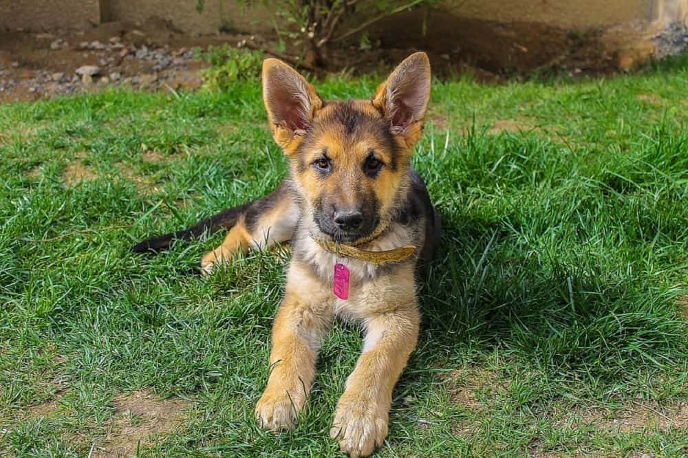 elegir-el-cachorro-de-pastor-alemán-adecuado-de-una-camada