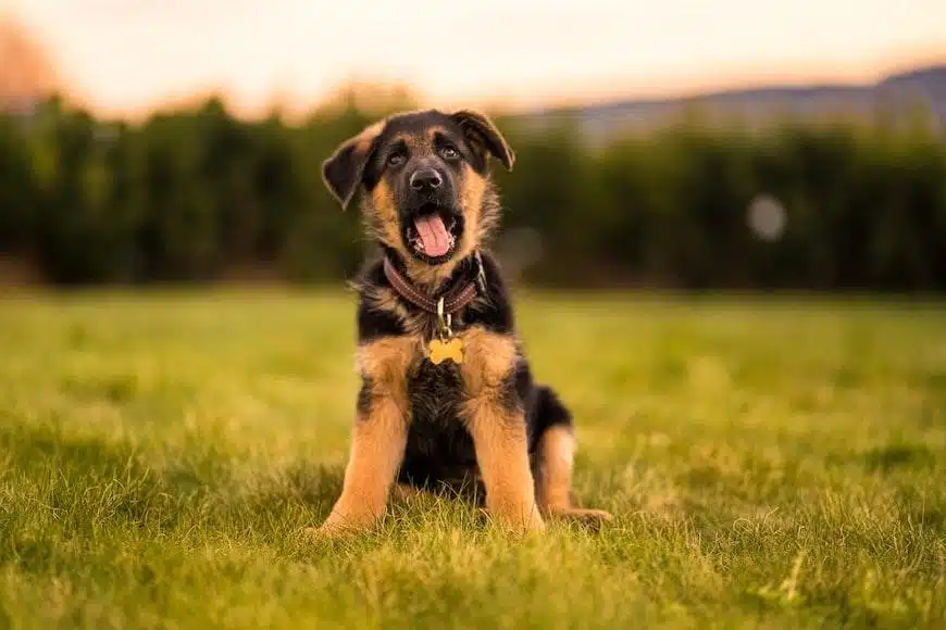 perro pastor alemán en un campo verde