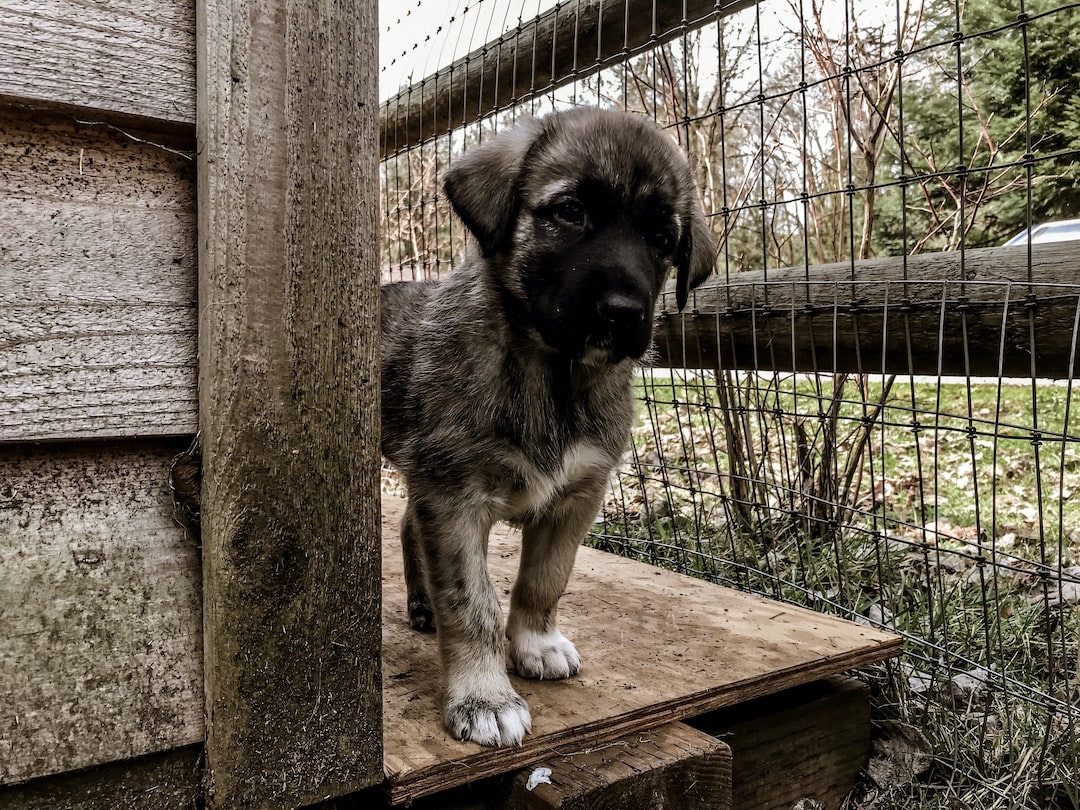 Guía De Razas De Perros Pastores De Anatolia