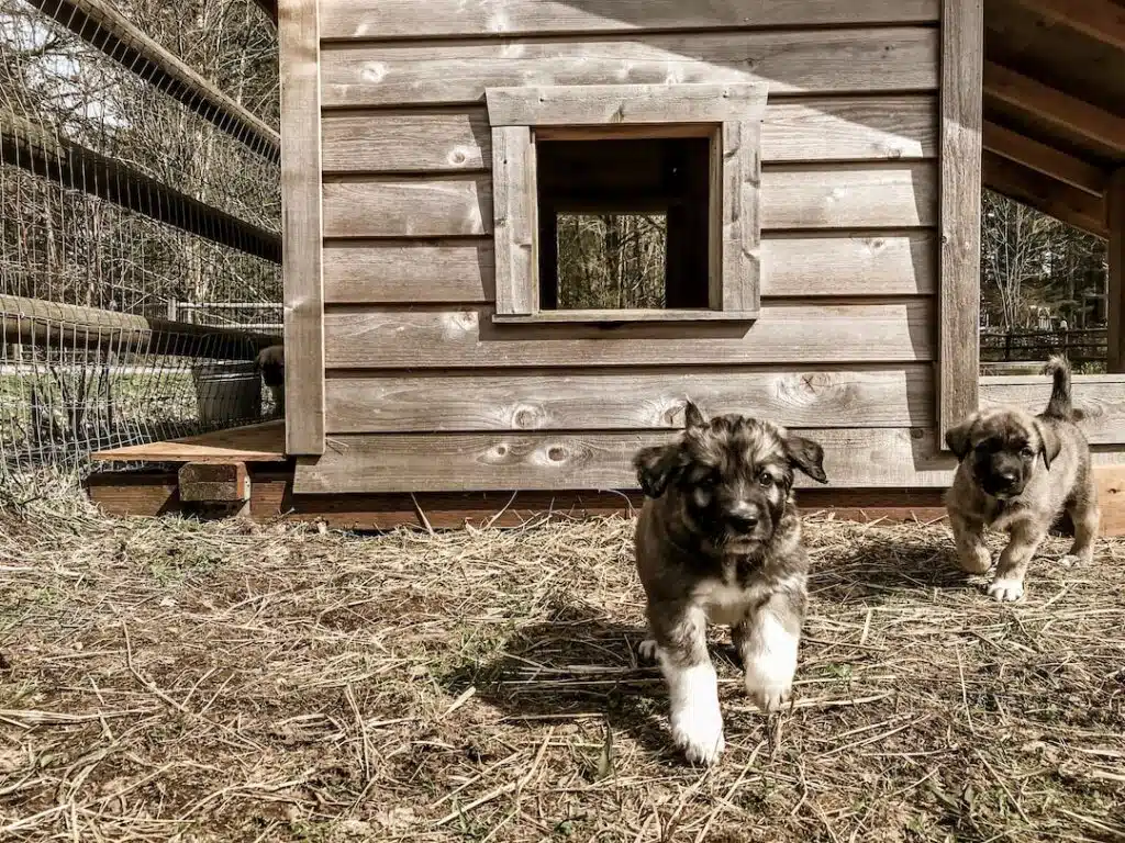 Cachorros de pastor de Anatolia corriendo cerca de una casa de perro de madera.
