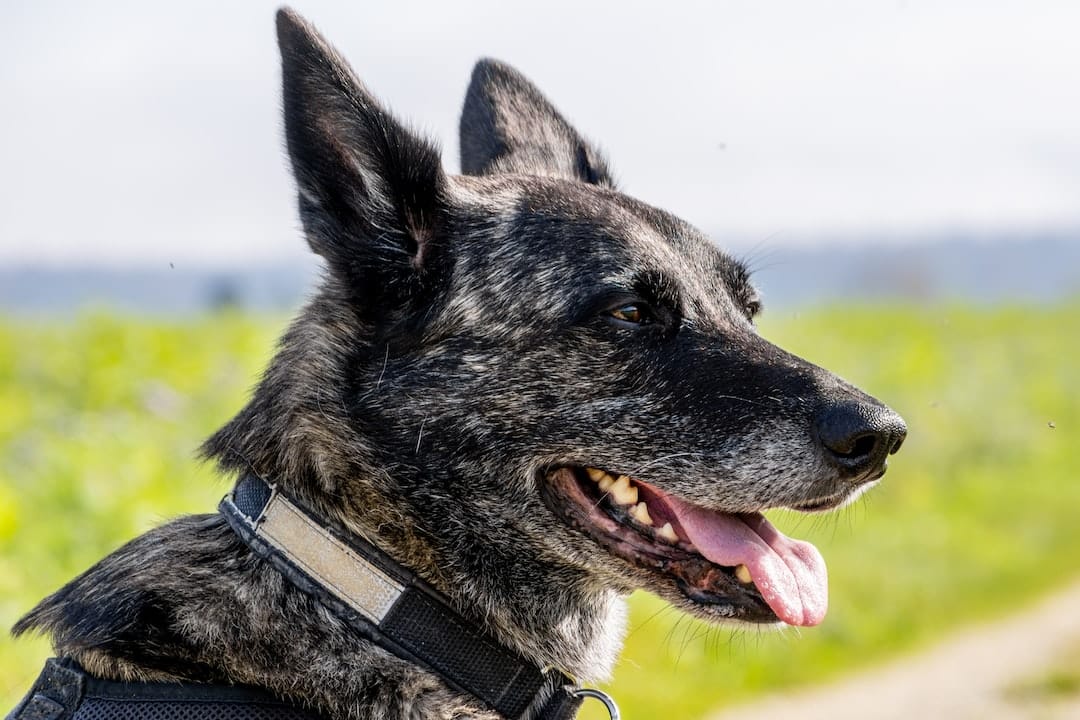 Guía De Razas De Perros Pastores Holandeses