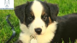 Guía Para Calmar La Dentición De Tu Cachorro Australiano