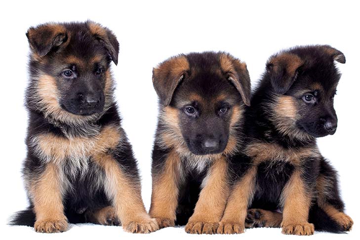 Cachorros de pastor alemán