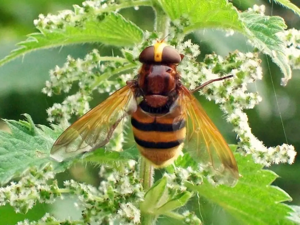 Hornet Hoverfly UK La Gu a Definitiva Sobre Volucella Zonaria 2026