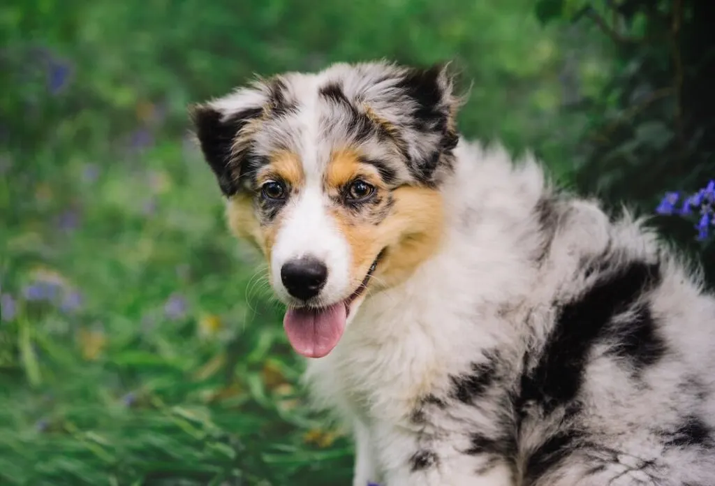 Perro blanco, negro y marrón de pelo largo sobre la hierba verde durante el día 