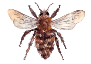 La Abeja Carda De Bandas Marrones: La Artesana De La