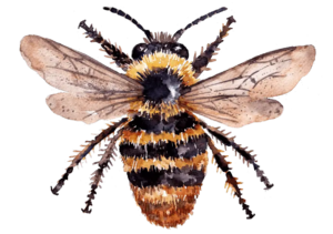 La Abeja Carda Estridente: Bombus Sylvarum