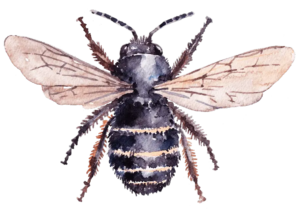 La Abeja De Las Flores De Patas Peludas: El Acróbata
