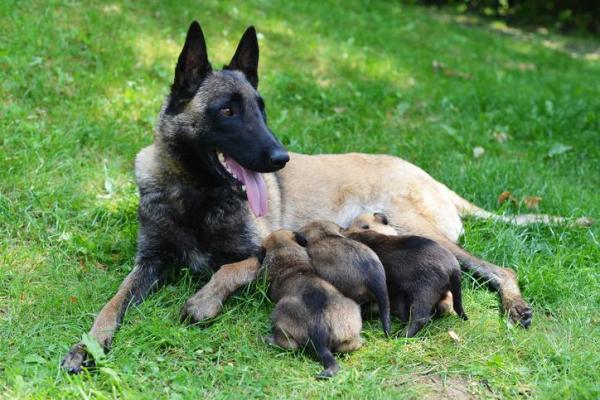 La mejor comida para un pastor belga malinois - Alimentación y dieta para cachorros de pastor belga malinois