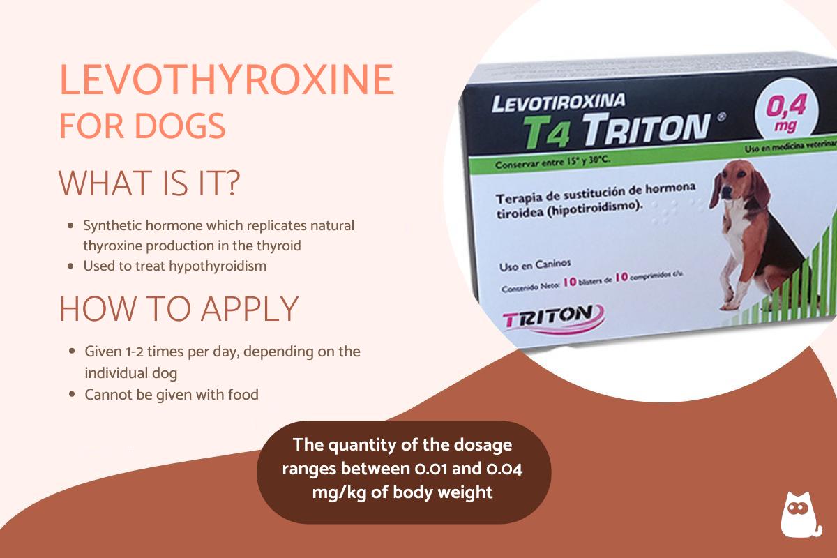 Levotiroxina Para Perros: Usos, Dosis Y Efectos Secundarios