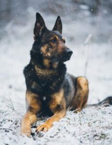 Mezcla De Pastor Alemán Belga Malinois: Por Qué Malinois X