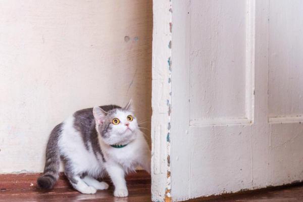 Mi gato me muerde y joroba el brazo - Estrés o ansiedad