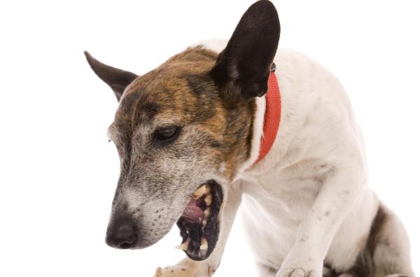 Mi Perro Bebe Mucha Agua - Síntomas de sed excesiva en perros
