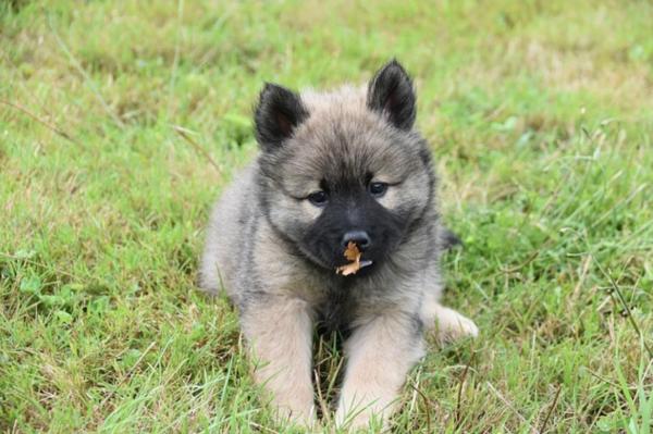 Mi perro come hierba pero no vomita - Deficiencias nutricionales