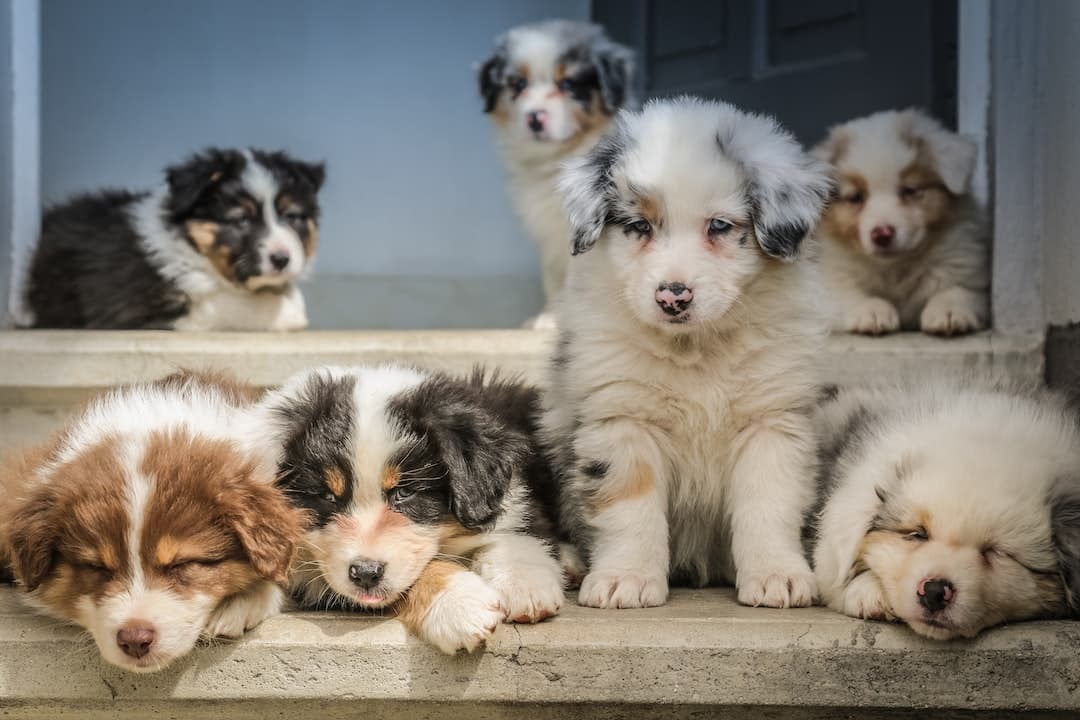 Mini Cachorro De Pastor Australiano – Característica De La Raza Mini Cachorro De Pastor Australiano – Característica De La Raza