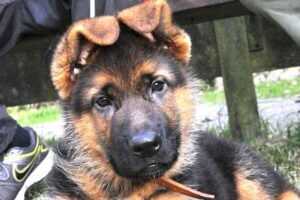 Pastor Alemán De 6 Meses: Qué Esperar Cuando Su Cachorro