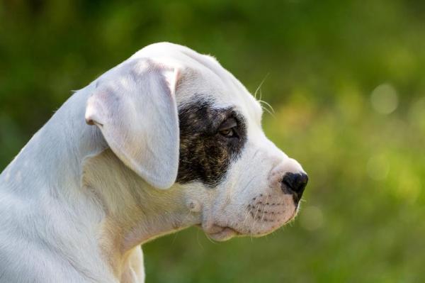 Problemas de salud más comunes del Dogo Argentino: sordera congénita