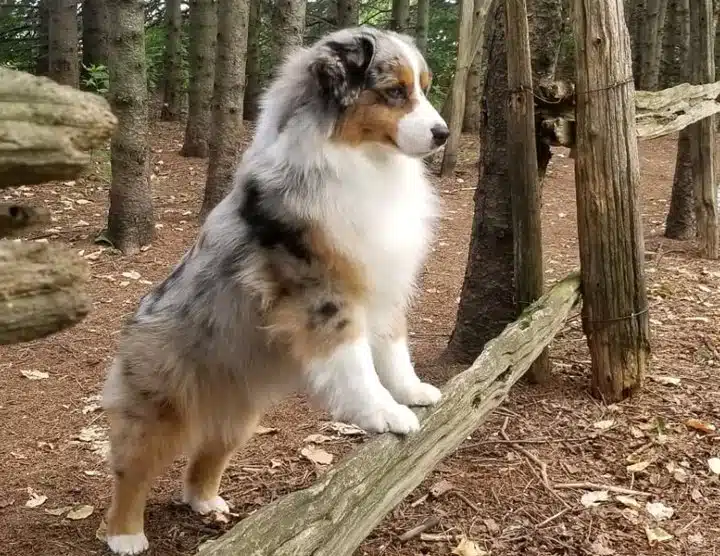 Perro pastor americano en miniatura lijado sobre madera