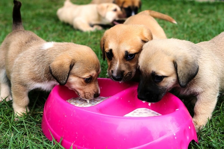 ¿Por qué se empapa la comida para cachorros?