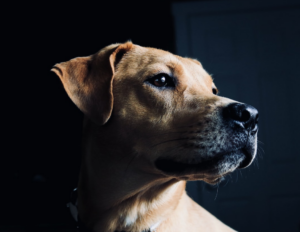 Salud De Los Ojos Caninos: Consejos De Expertos Para El