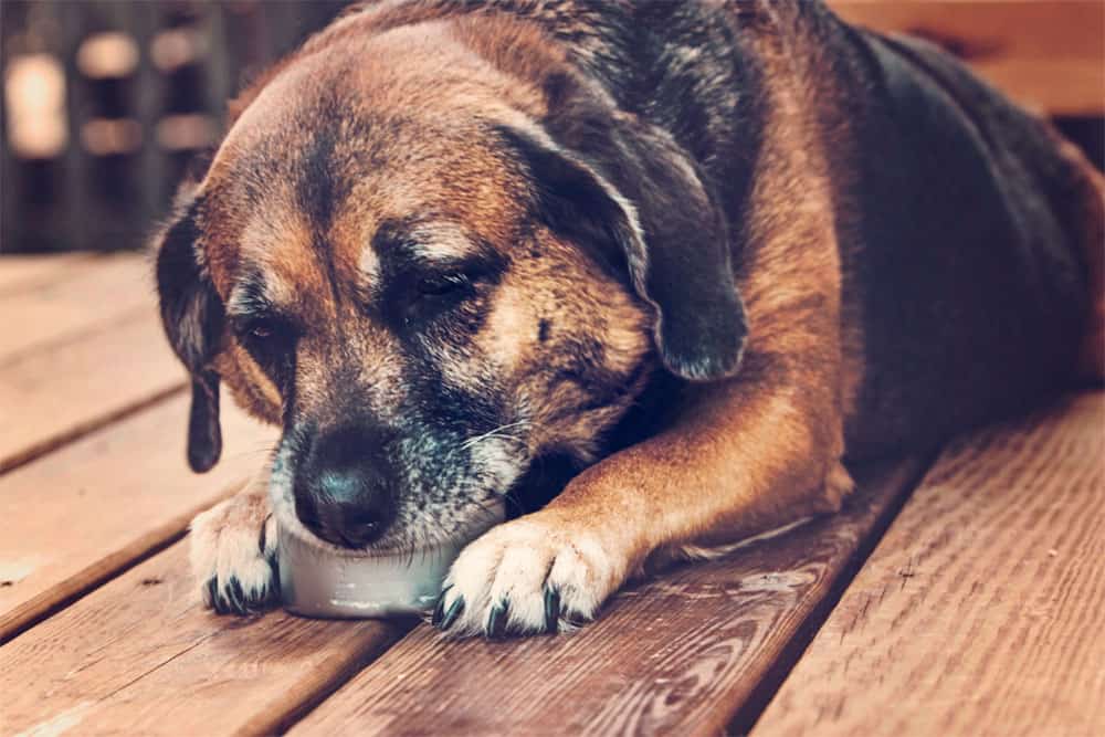 ¿Es-el-atún-enlatado-bueno-para-los-perros? ¿Pueden-los-perros-comer-atún? ¿Es-el-atún-seguro-para-los-perros?