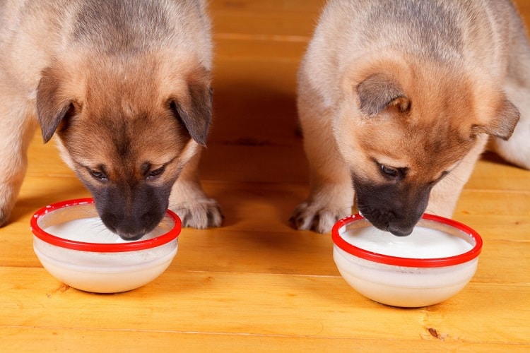 ¿Cuándo empezar a destetar a un cachorro?