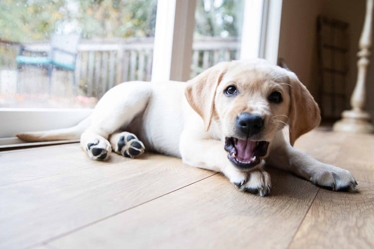 ¿Cuándo empiezan a ladrar los cachorros?