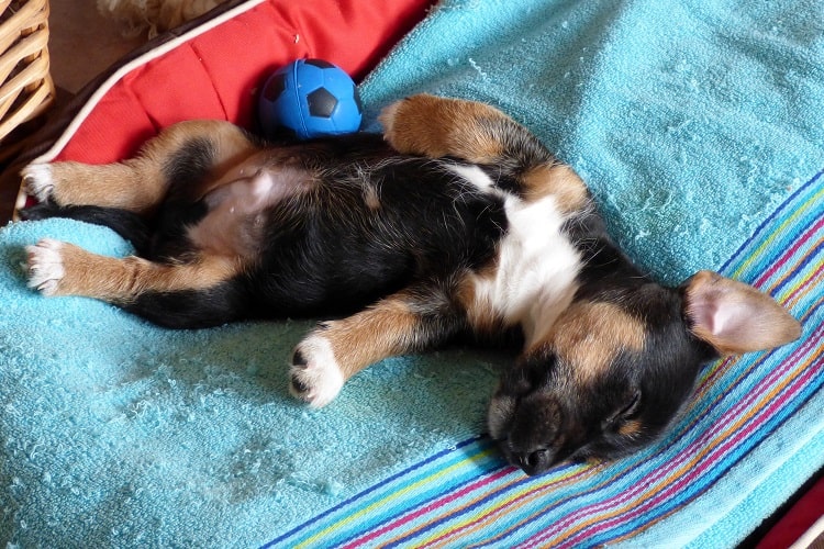 Cachorro duerme fuera de su jaula