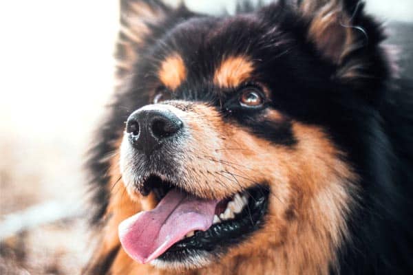 ¿cuándo Pierden Los Pastores Alemanes Los Dientes De Cachorro?