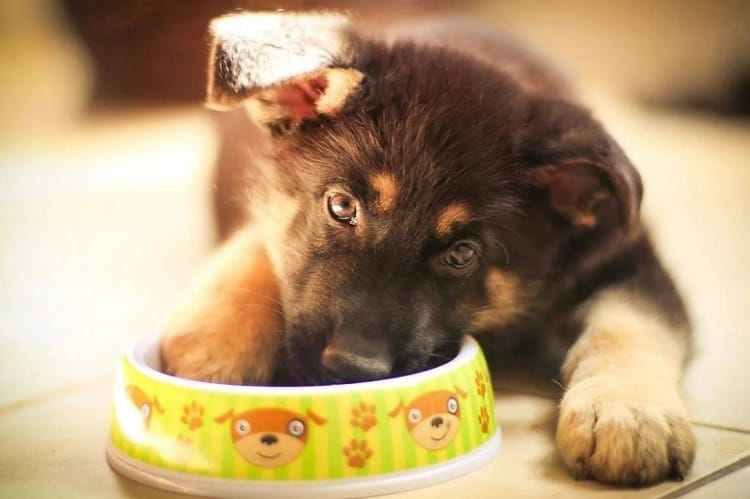 ¿Cómo afecta la comida a la caca de cachorro?