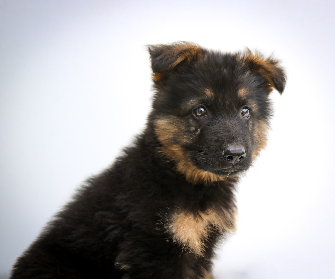 ¿cuántos Cachorros Puede Tener Un Pastor Alemán?