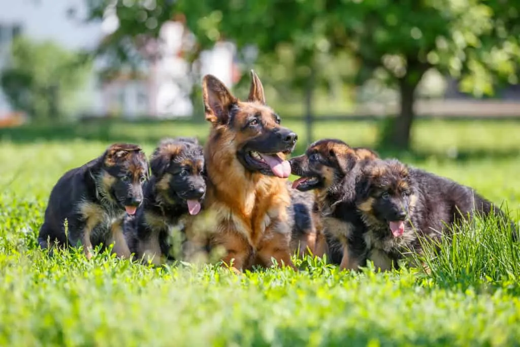 mamá perro sentada en el campo de hierba con sus cachorros