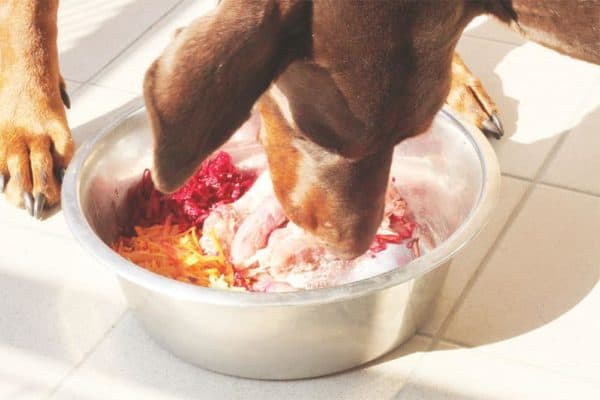 ¿es Seguro Alimentar a Su Perro Con Pollo Y Arroz