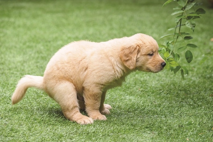 Caca de cachorro entrenado afuera