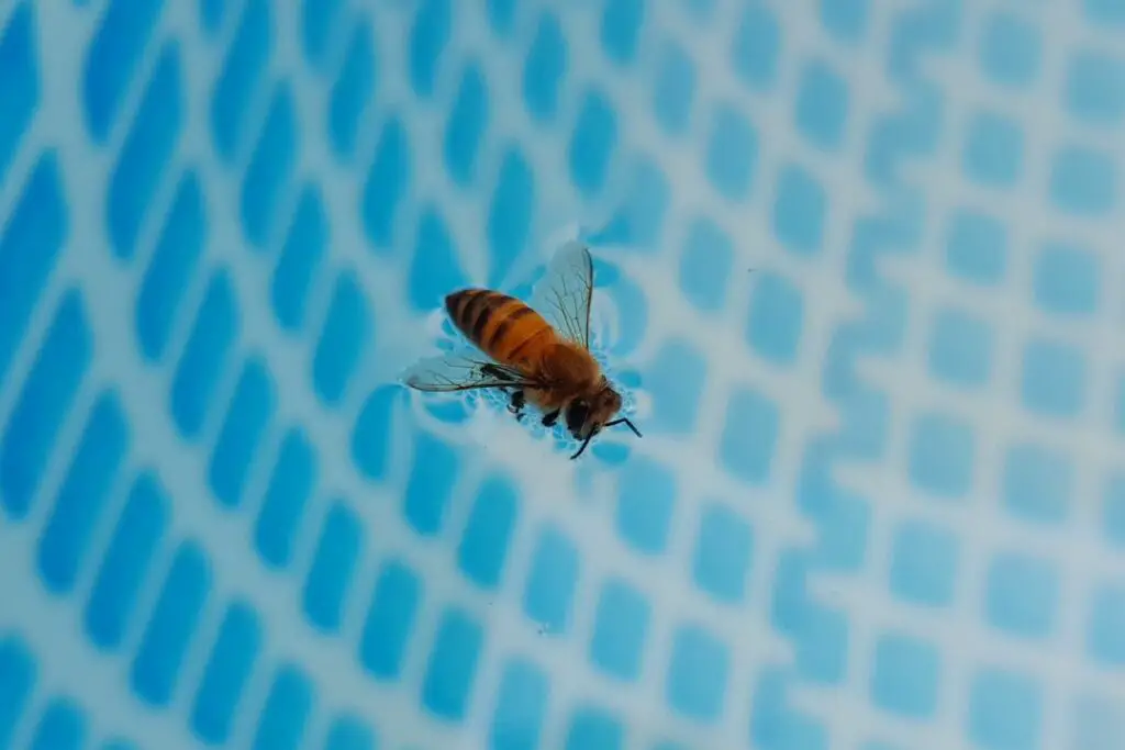 una abeja atrapada en una piscina