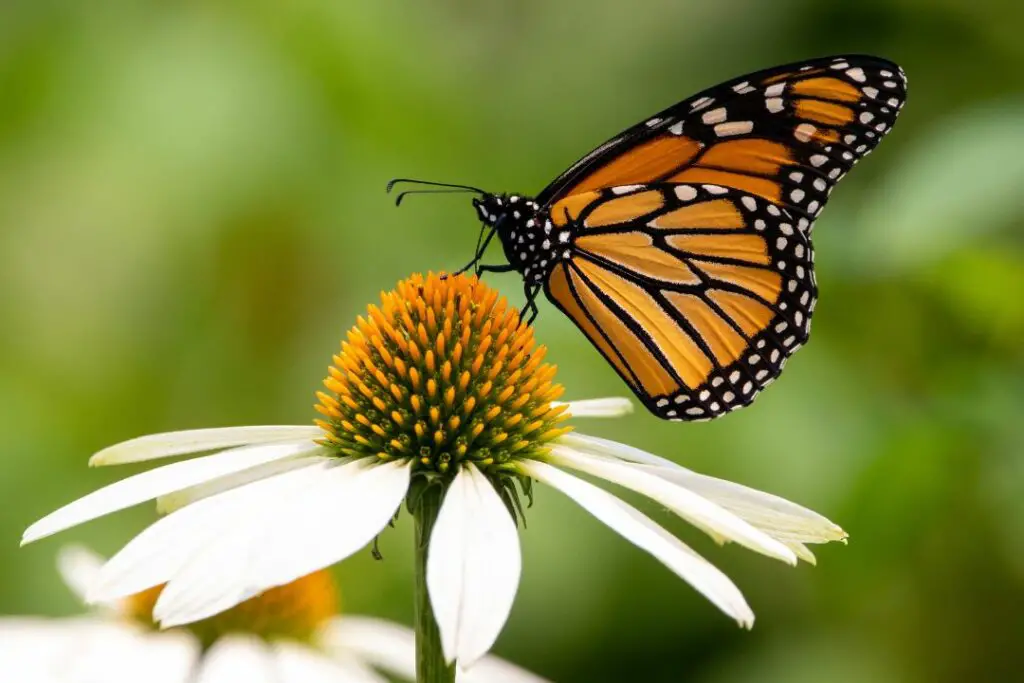 Qué comen y beben las mariposas - Dieta y nutrición