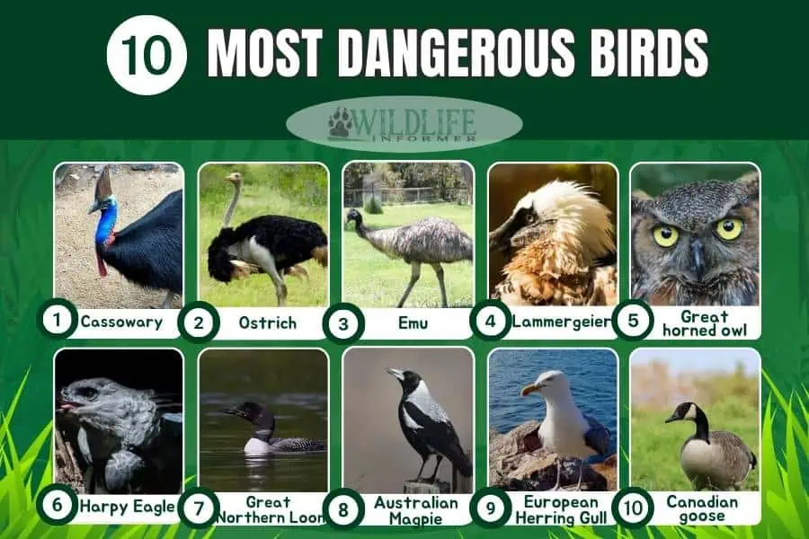 Collage de fotos de las aves más peligrosas.
