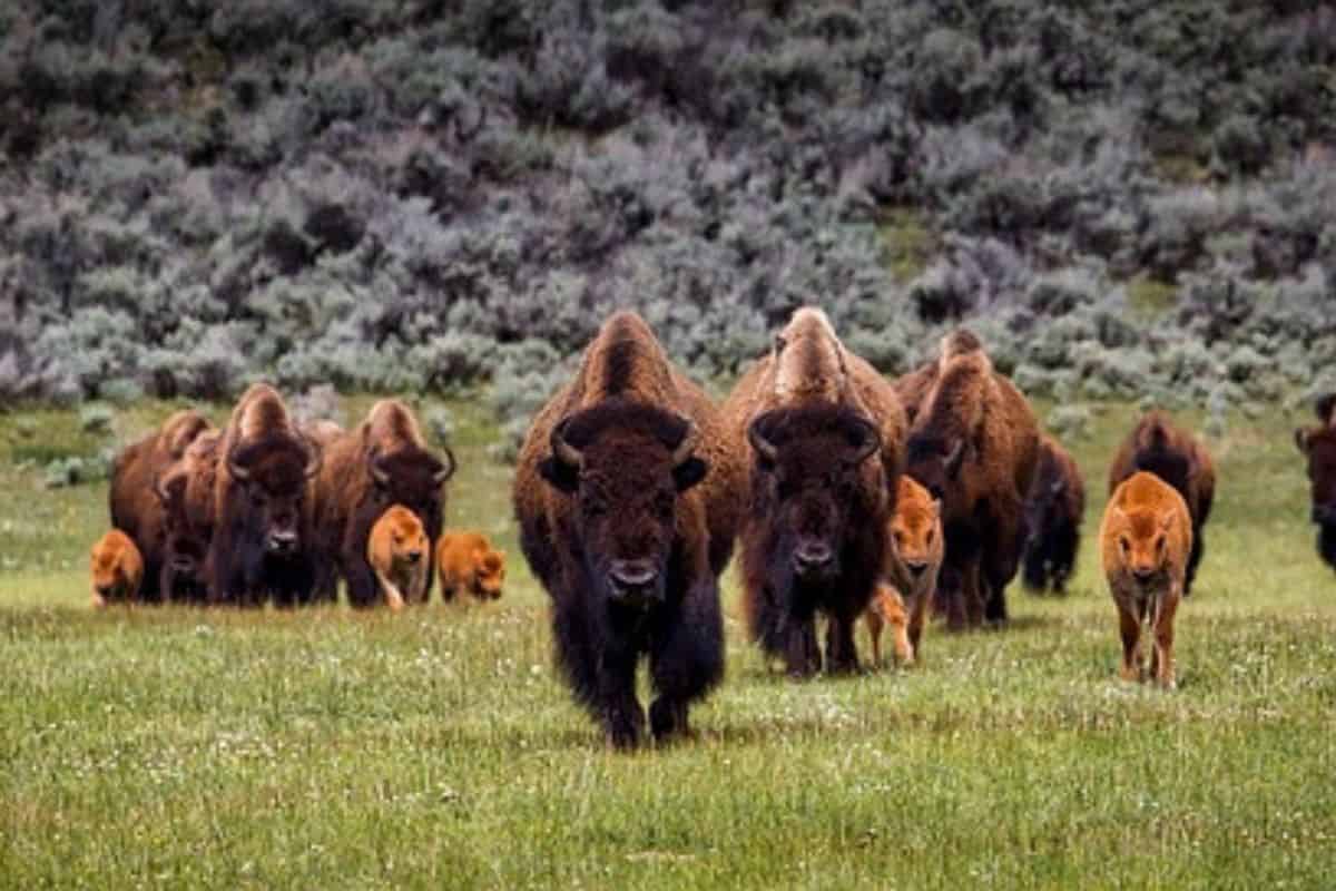 ¿Son Peligrosos Los Bisontes? (Ellos Pueden Ser) ¡12 De Los Animales MÁs Gruñones Del Planeta!