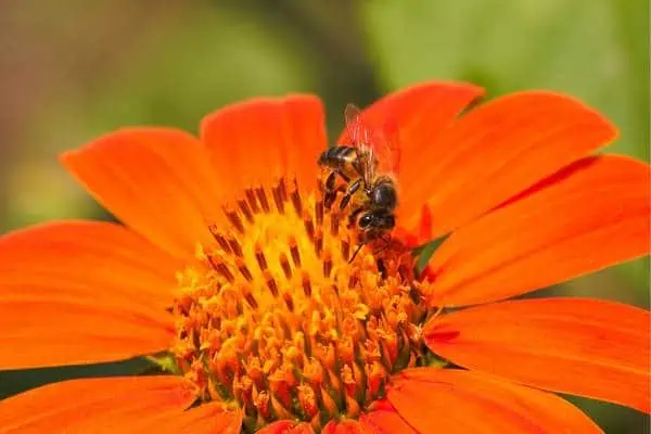 Abeja africana sobre girasol rojo