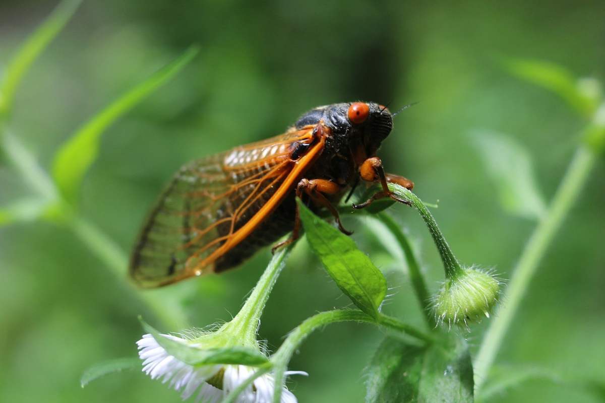 ¡12 De Los Insectos Más Longevos De La Tierra! ¡12 De Los Insectos Más Longevos De La Tierra!
