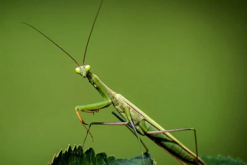 Mantis religiosa