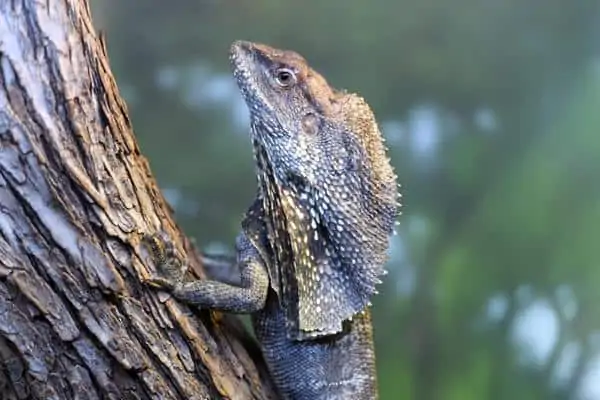 Lagarto de cuello volante