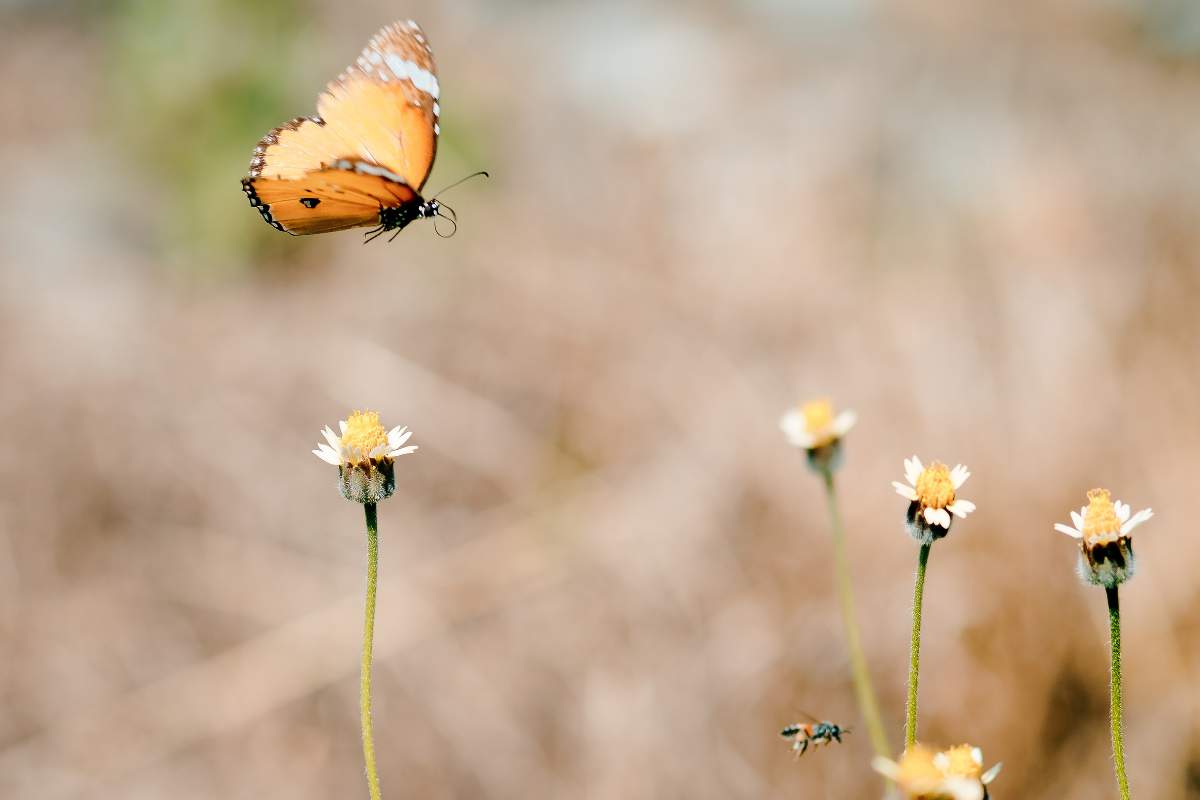 ¿A Qué Altura Pueden Volar Las Mariposas? ¿a Qué Altura Pueden Volar Las Mariposas?