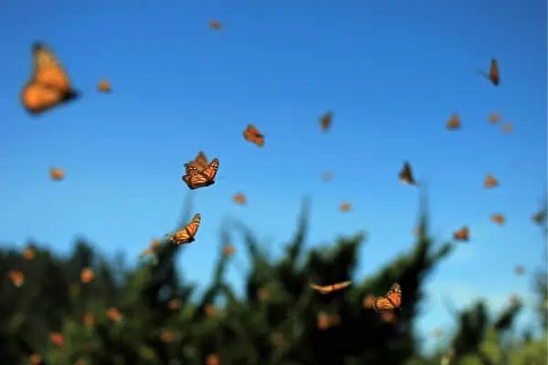 Mariposas monarca volando