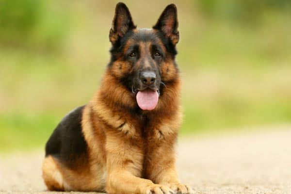 ¿a Qué Edad Su Perro Pastor Alemán Se Volverá Agresivo